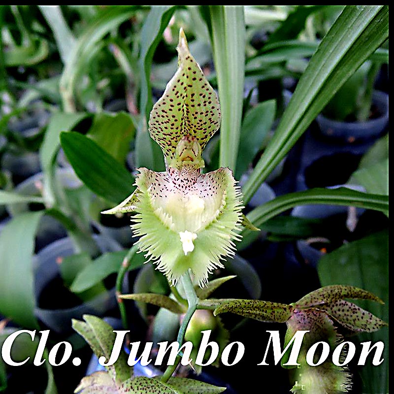 Clo. Jumbo Moon